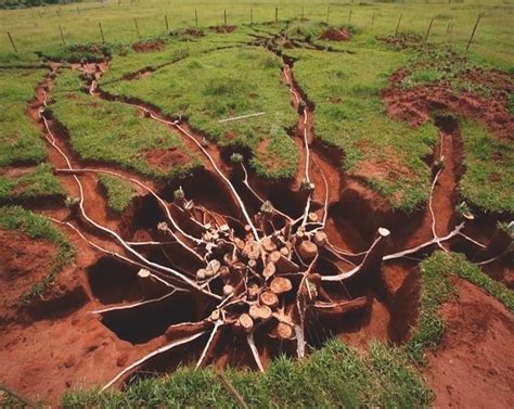largest ant colony|Ant colony .